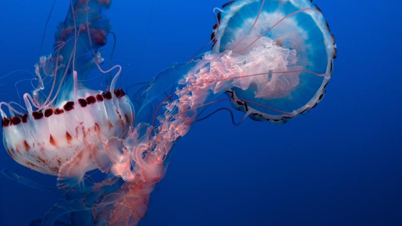 jellyfish